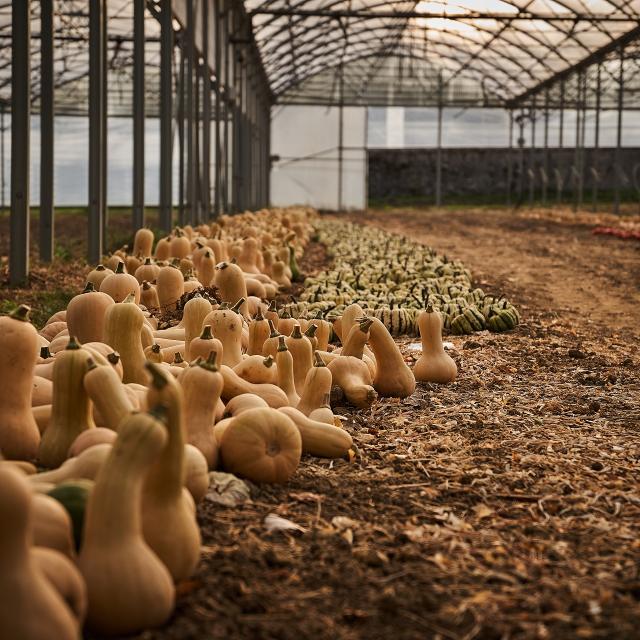 Récolte de courges - Jardins de Cocagne de Limon