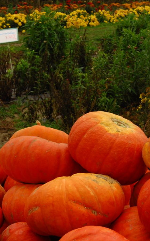 Ferme de Viltain - fleurs et citrouilles