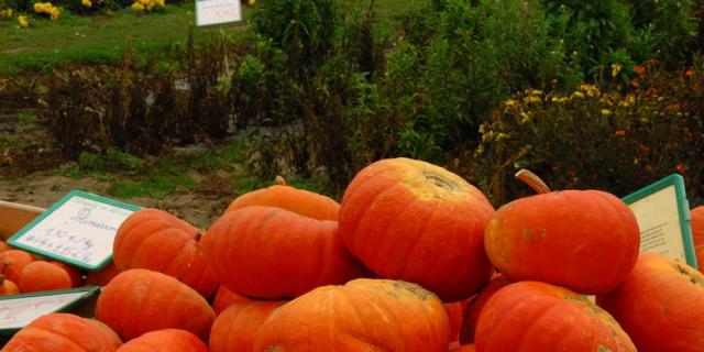 Ferme de Viltain - fleurs et citrouilles