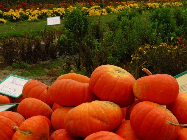 Ferme de Viltain - fleurs et citrouilles