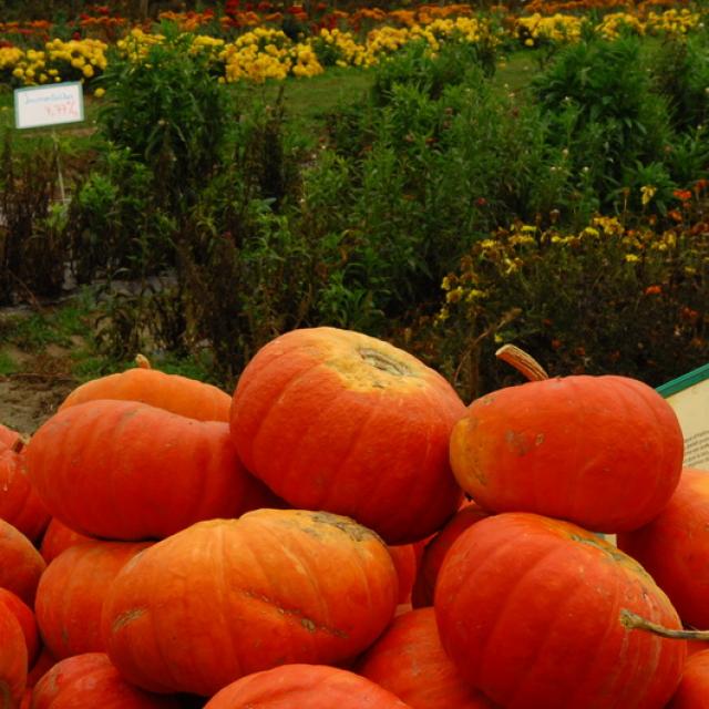 Ferme de Viltain - fleurs et citrouilles