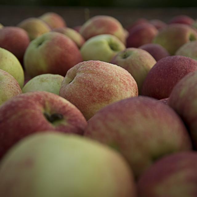 Ferme de Viltain - récolte de pommes