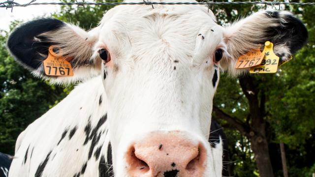 Ferme de Viltain - Vaches