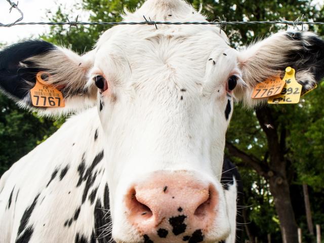 Ferme de Viltain - Vaches