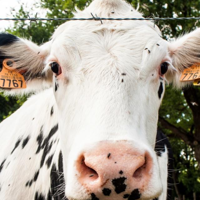 Ferme de Viltain - Vaches