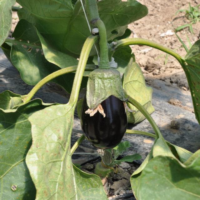 Ferme Trubuil - aubergine