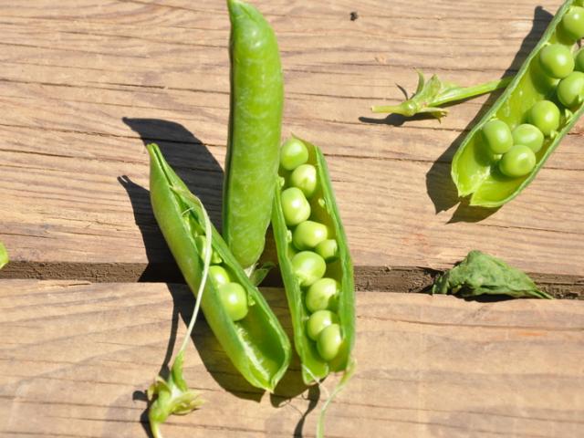 Ferme Trubuil - petits pois