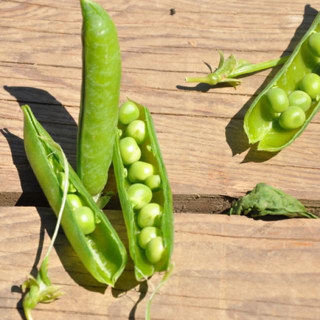 Ferme Trubuil - petits pois