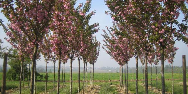 Pépinières Allavoine - arbres en fleur