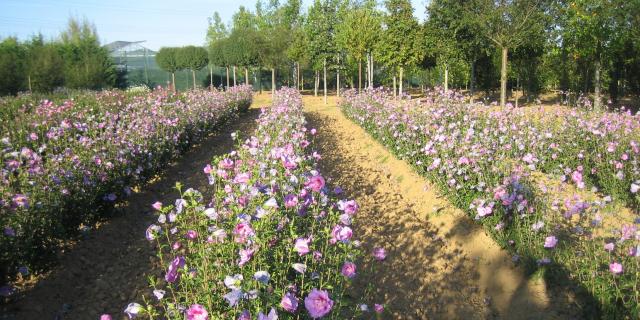 Pépinières Allavoine - hibiscus syriacus