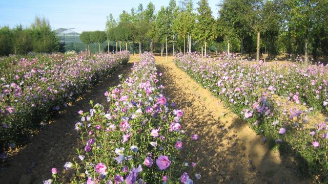 Pépinières Allavoine - hibiscus syriacus