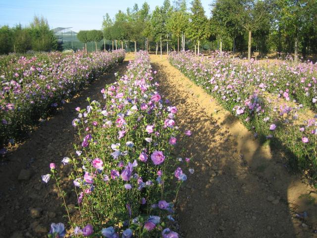 Pépinières Allavoine - hibiscus syriacus