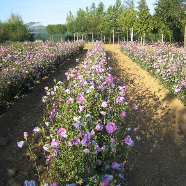 Pépinières Allavoine - hibiscus syriacus