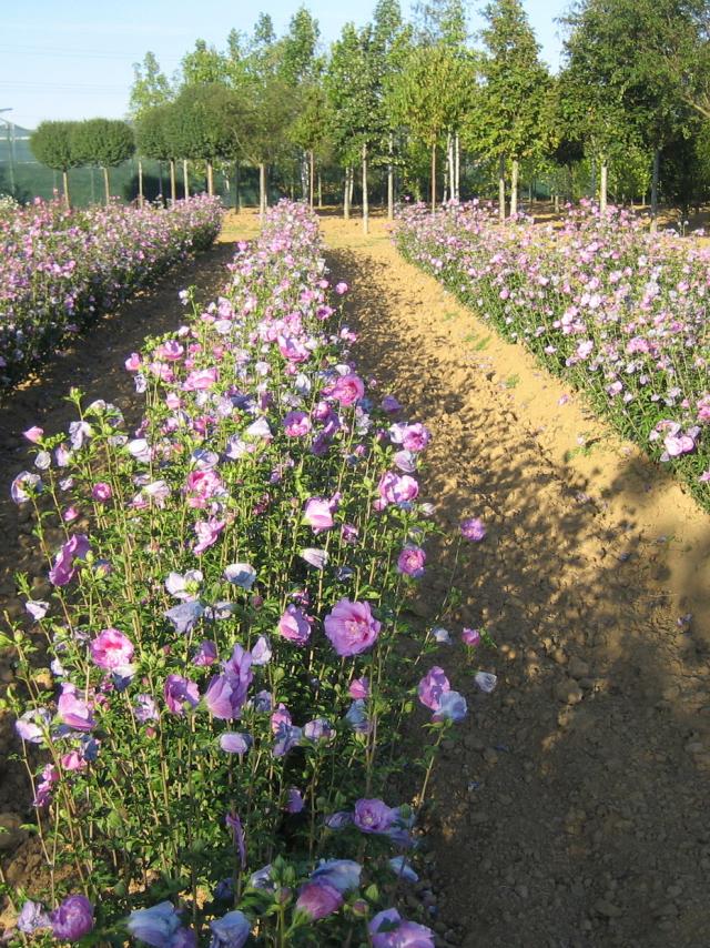 Pépinières Allavoine - hibiscus syriacus