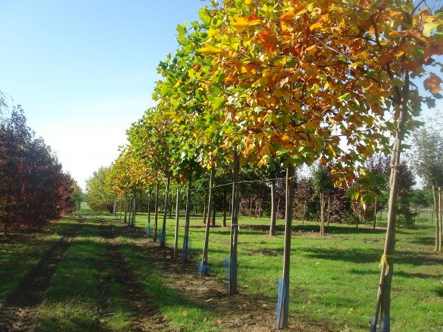 Pépinières Allavoine - rangée d'arbres