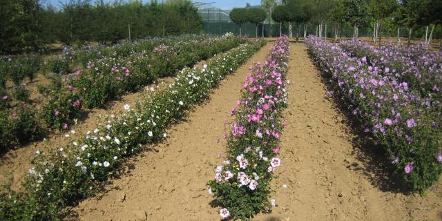 Pépinières Allavoine - hibiscus syriacus