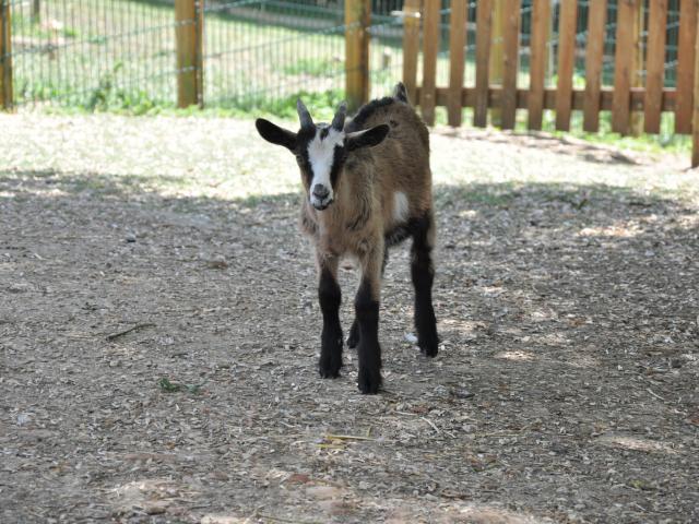 Ferme pédagogique de Bel Air - chevreau