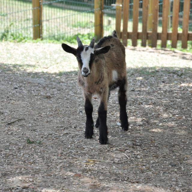 Ferme pédagogique de Bel Air - chevreau