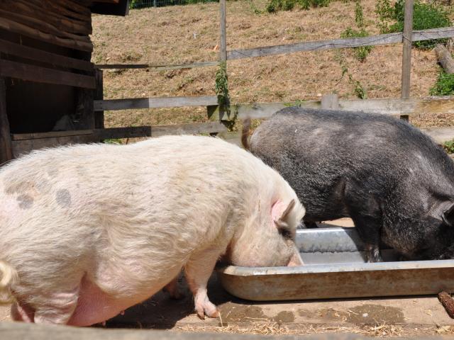 Ferme pédagogique de Bel Air - cochons