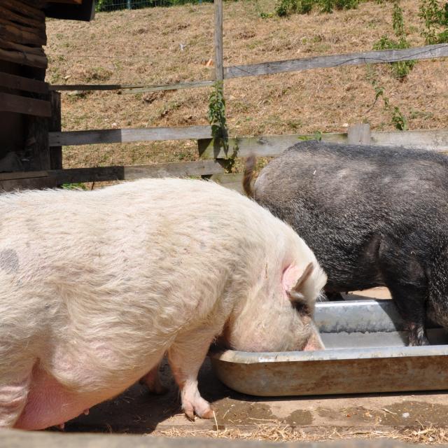 Ferme pédagogique de Bel Air - cochons