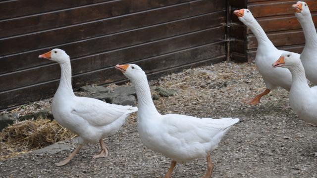 Ferme pédagogique de Bel Air - oies