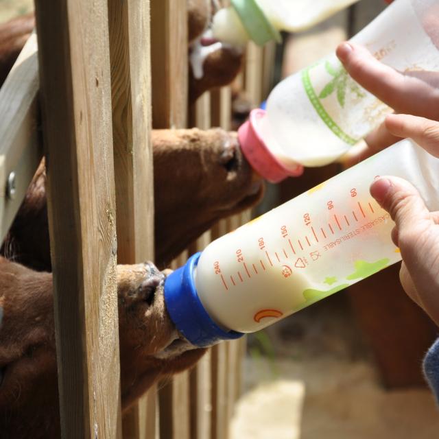 Ferme pédagogique de Bel Air - allaitement des agneaux