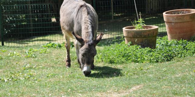 Ferme pédagogique de Bel Air - âne