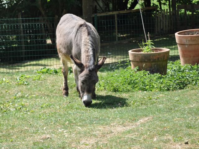 Ferme pédagogique de Bel Air - âne