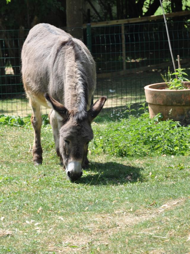 Ferme pédagogique de Bel Air - âne