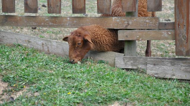 Ferme pédagogique de Bel Air - mouton