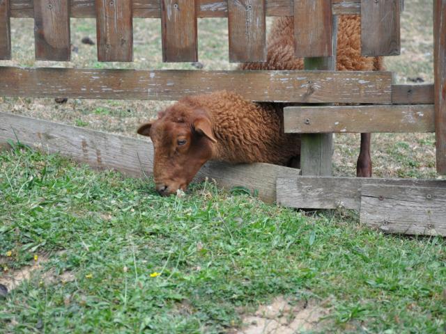 Ferme pédagogique de Bel Air - mouton