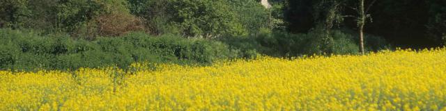 Champ de colza et forêt