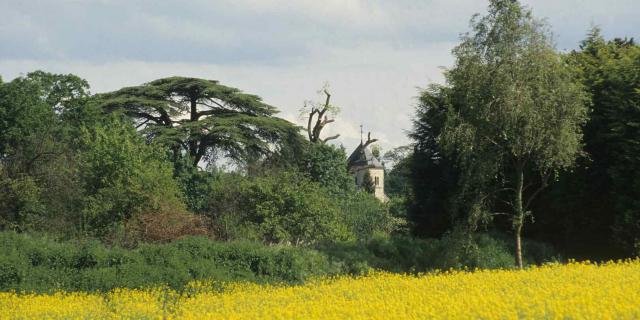 Champ de colza et forêt