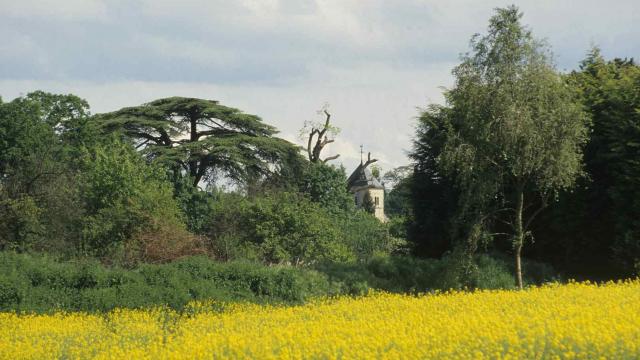 Champ de colza et forêt