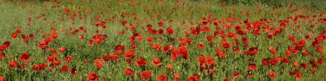 Coquelicots dans un champ