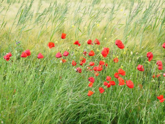 Champs coquelicots - Printemps