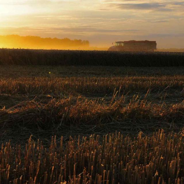 Moisson - Soleil couchant et camion