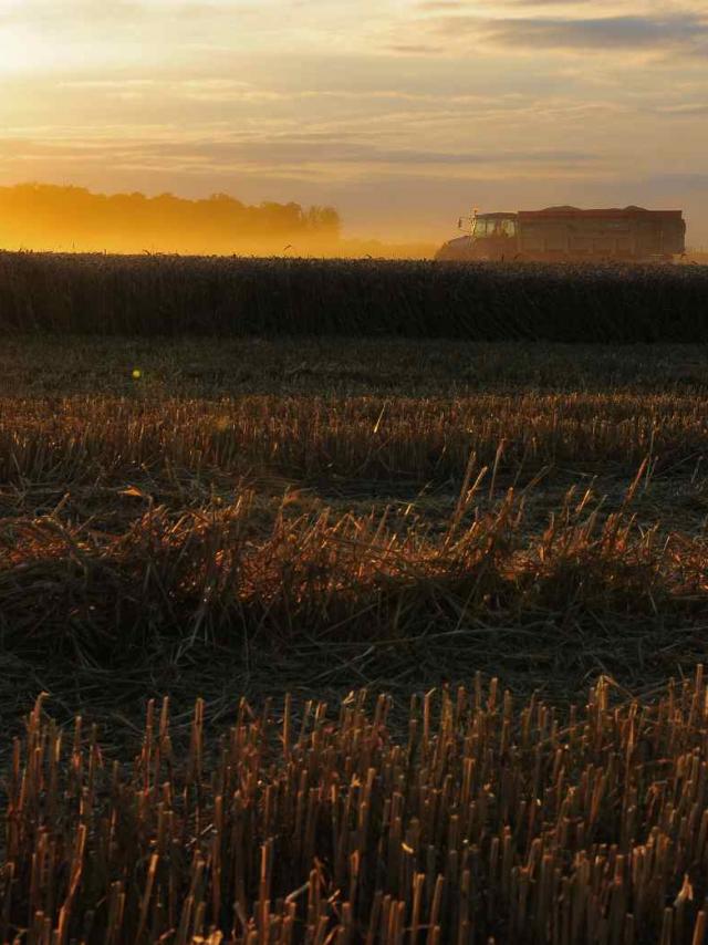 Moisson - Soleil couchant et camion