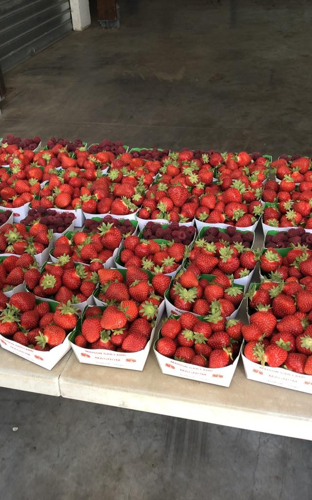 Amap De La Vallée - Distribution de fraises