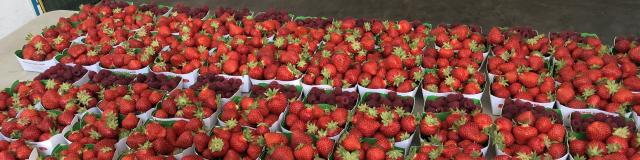 Amap De La Vallée - Distribution de fraises