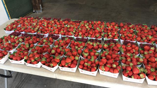 Amap De La Vallée - Distribution de fraises