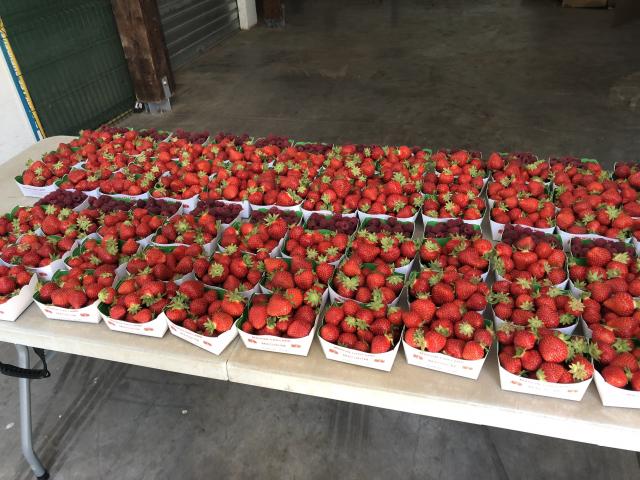 Amap De La Vallée - Distribution de fraises