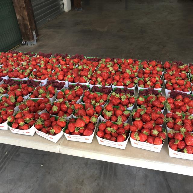 Amap De La Vallée - Distribution de fraises