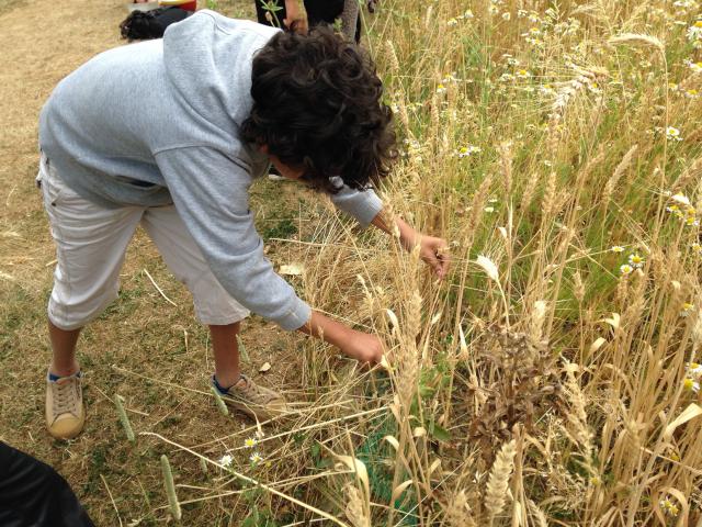 Activité enfant - Blé - Plateau de Saclay