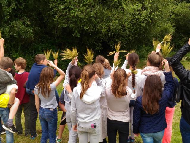 Activités enfants plateau de Saclay, épi de blé