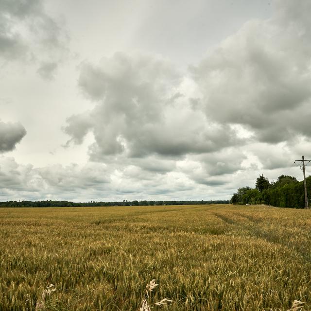 Champ de blé ciel nuageux forêt - Ferme Collay