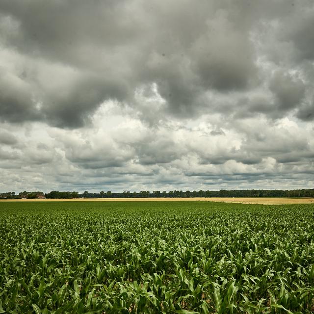 Champs agricoles - Ferme Collay