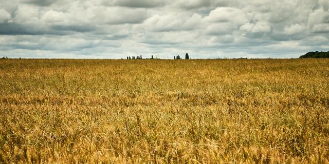 Champ de blé - Ferme Collay