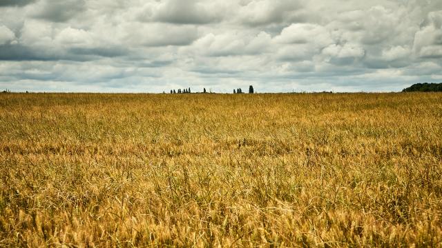 Champ de blé - Ferme Collay