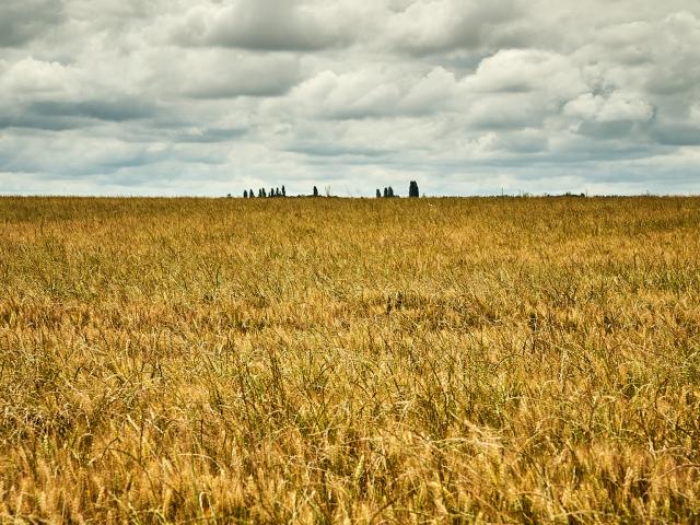 Champ de blé - Ferme Collay